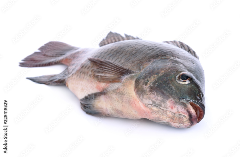 fish,Oreochromis nilotica isolated on white background fish,Oreochromis nilotica isolated on white background