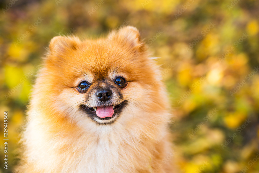 Portrait of ginger Pomeranian dog on a autumnal nature background.