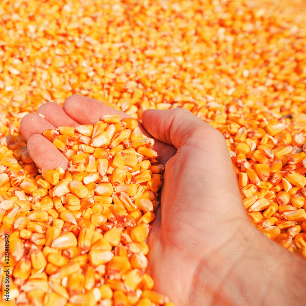 Farmer handful of harvested corn kernels Farmer handful of harvested corn kernels