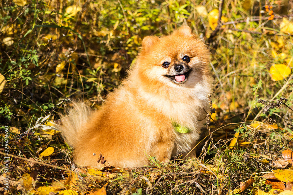 Ginger pomeranian cheap