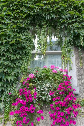 Fototapeta Naklejka Na Ścianę i Meble -  flowered window box on an ivy covered stone wall