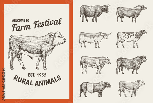 Farm cattle bulls and cows. Vintage cards. Different breeds of domestic animals. set of posters. Engraved hand drawn monochrome sketch.