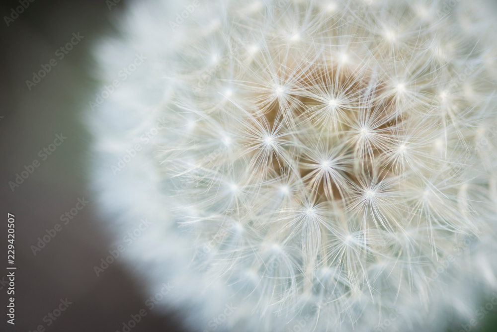 Obraz premium Mniszek 4