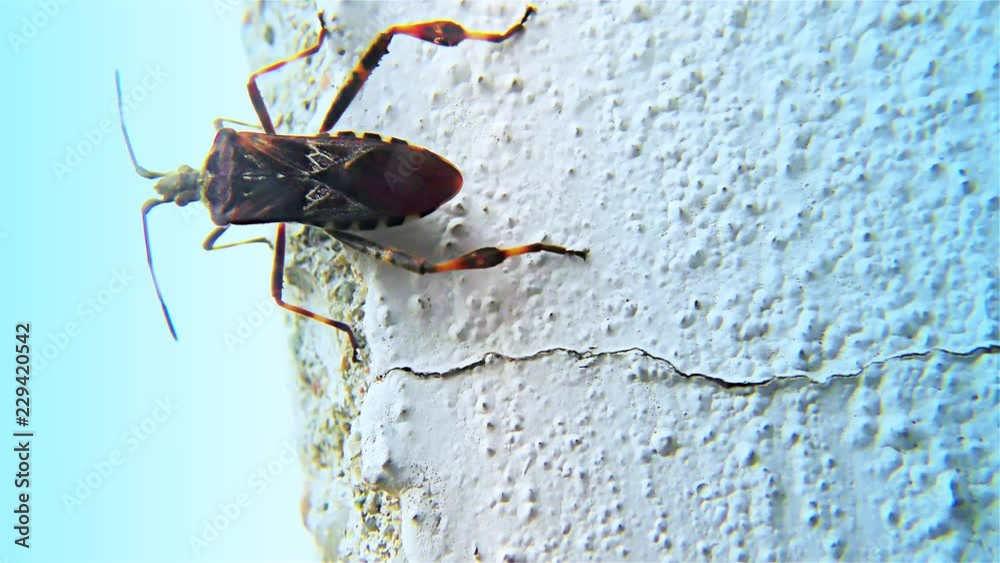 Brown Bug on a White Wall – Triatominae Bug, Closeup, detail.