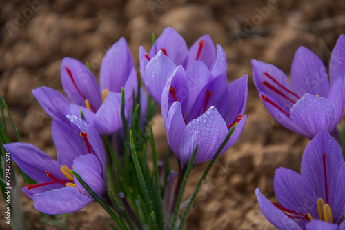 ramillete de preciosas flores del azafrán sembradas en tierra photo