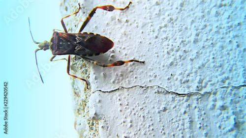 Brown Bug on a White Wall – Triatominae Bug, Closeup, detail.