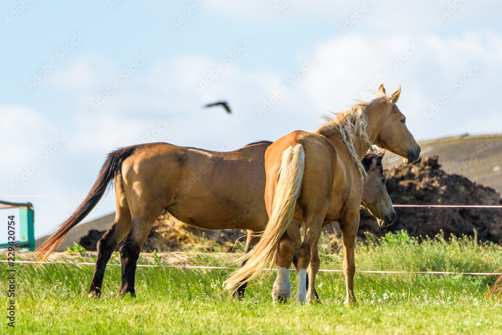 Fototapeta premium Horses on the farm in the summer.