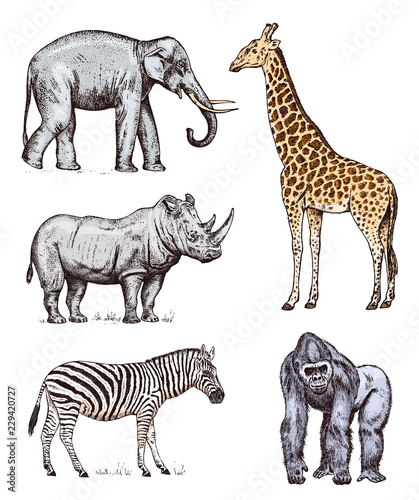 Set of African animals. Rhinoceros Elephant Giraffe Western gorilla Wild zebra. Engraved hand drawn Vintage old monochrome safari sketch. Vector illustration. © artbalitskiy