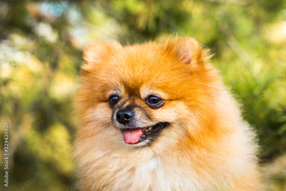 Portrait of ginger Pomeranian dog on a nature background. Portrait of ginger Pomeranian dog on a nature background.