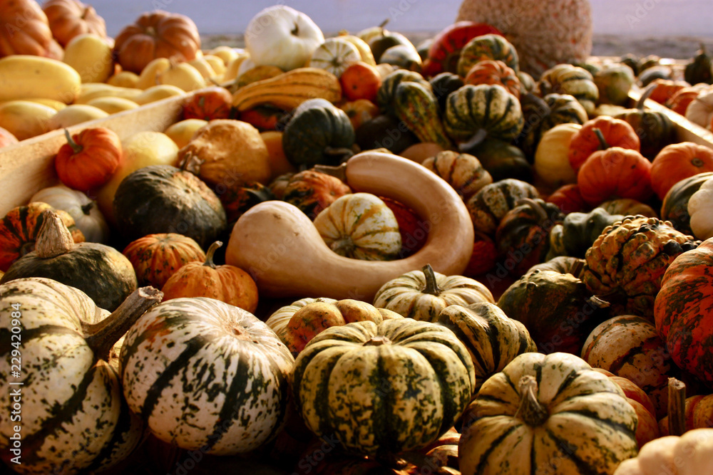 pumpkins on market
