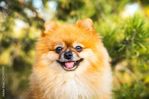 Portrait of ginger Pomeranian dog on a nature background.