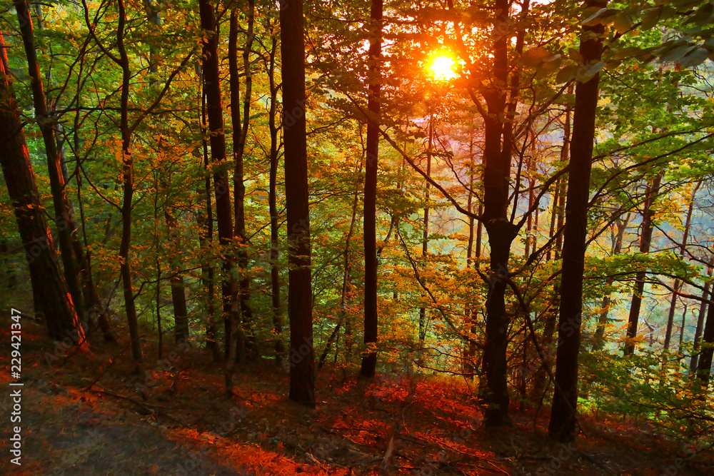 Fototapeta premium Warm autumn sunset scenery in a forest, Bohemian Switzerland National Park, Czech Republic