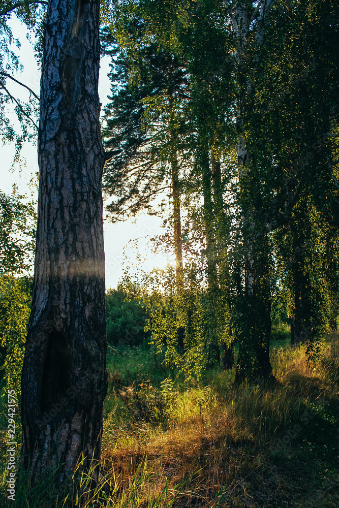 Fototapeta premium Field and forest, green grass and dawn