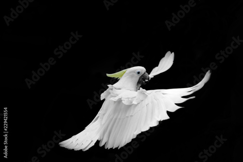 Flying white Sulphur-crested cockatoo isolated on black background