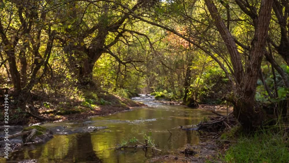 Russia, the Caucasus. The river in the mountains with clear water flows through the autumn forest with yellow leaves Russia, the Caucasus. The river in the mountains with clear water flows through the autumn forest with yellow leaves