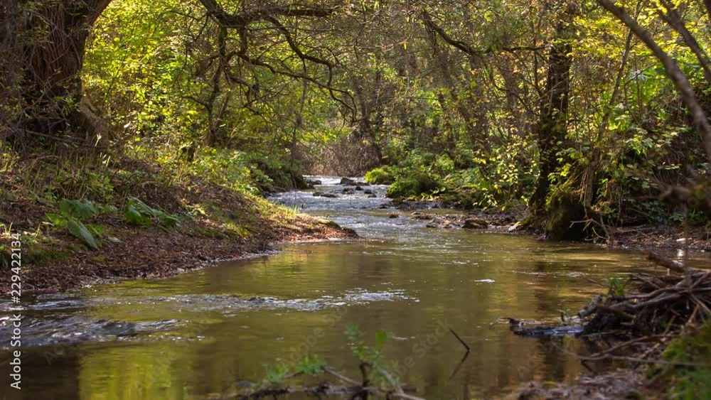 Russia, the Caucasus. The river in the mountains with clear water flows through the autumn forest with yellow leaves Russia, the Caucasus. The river in the mountains with clear water flows through the autumn forest with yellow leaves