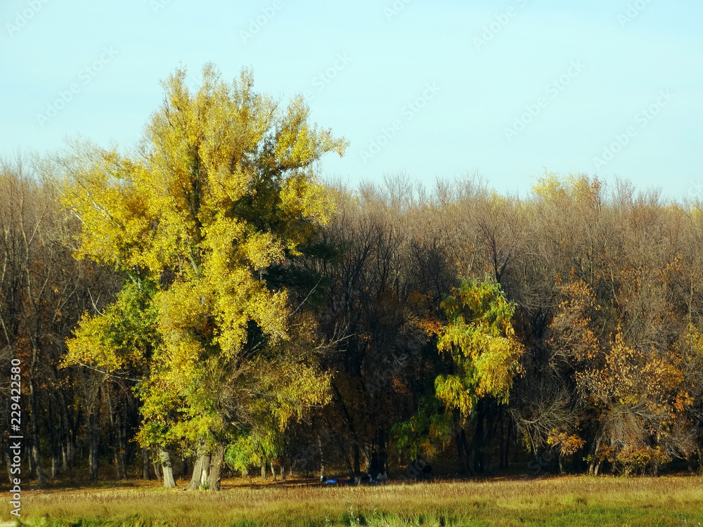 Forest in autumn