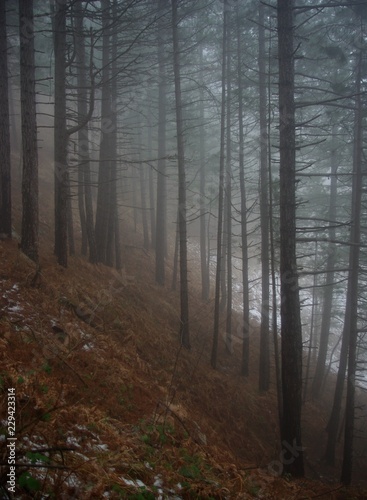 misty forest in fog