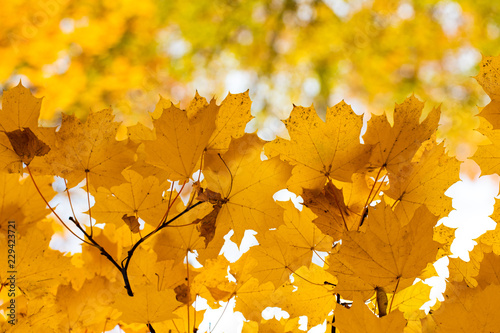 Falling autumn maple leaves natural background. Colorful foliage