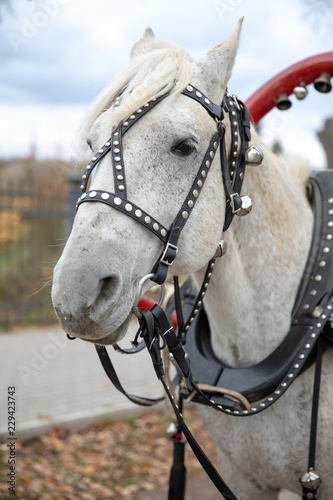 portrait of a horse