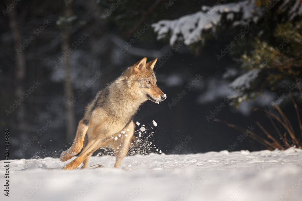 Wolf im Winter