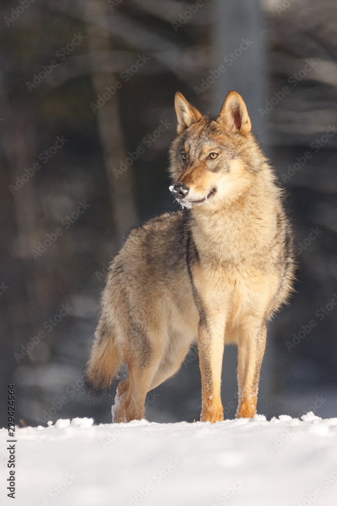 Fototapeta premium Wolf im Winter