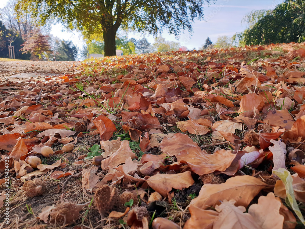 Herbstlaub im Kluse Park in Mülheim an der Ruhr Stock Photo | Adobe Stock