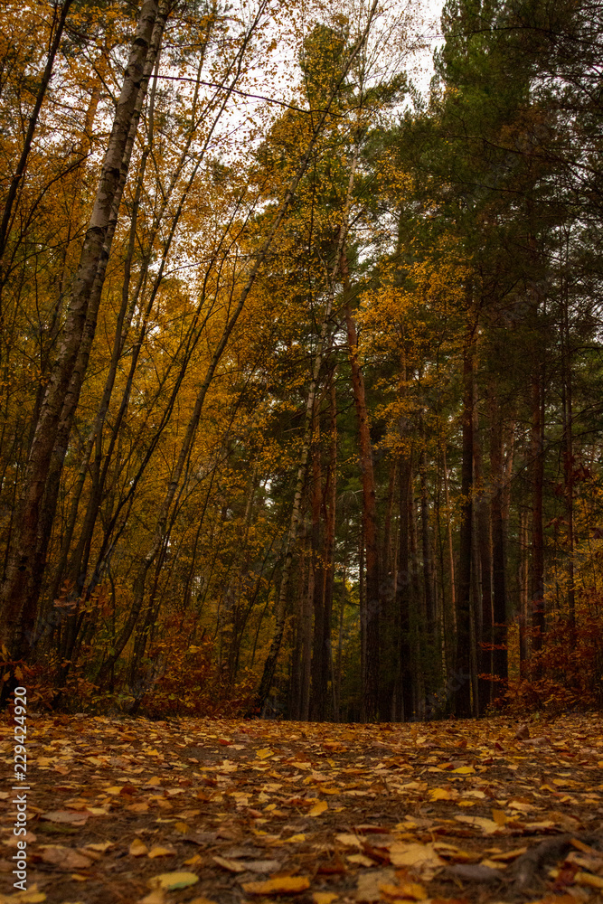 Naklejka premium autumn forest path