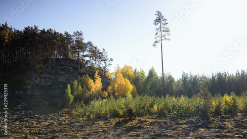 High pine near Zidovsky vrch hill in autumnal in czech Machuv kraj region on 13th october 2018