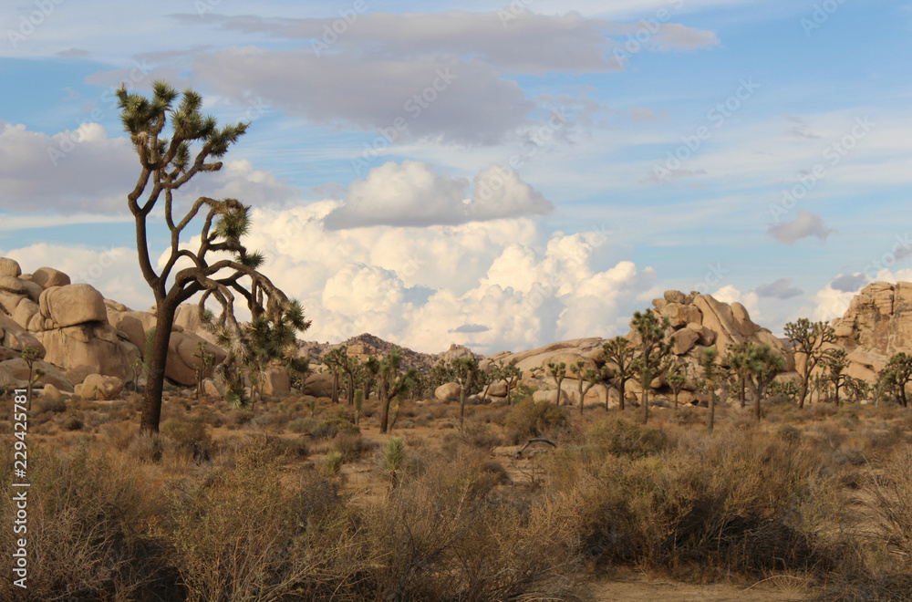 Scenic Landscape of Joshua Tree National Park, California on a Beautiful Day