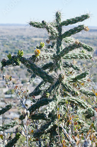 Cacti Blue Sky photo