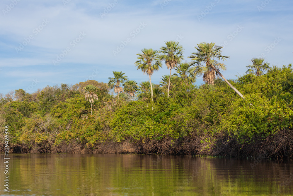 Palm trees and jungle seen from the river Palm trees and jungle seen from the river