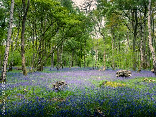 A carpet of bluebells (Hyacinthoides non-scripta) across a woodland floor in springtime in the UK