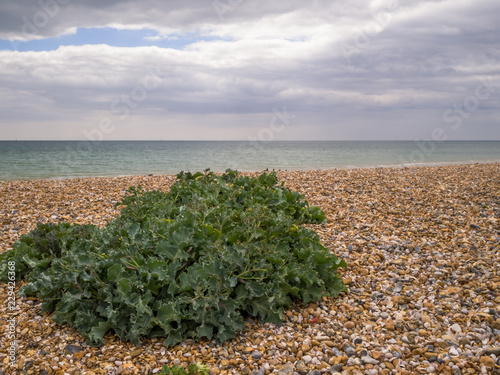 Sea Kale growing on a pebble beach in the UK