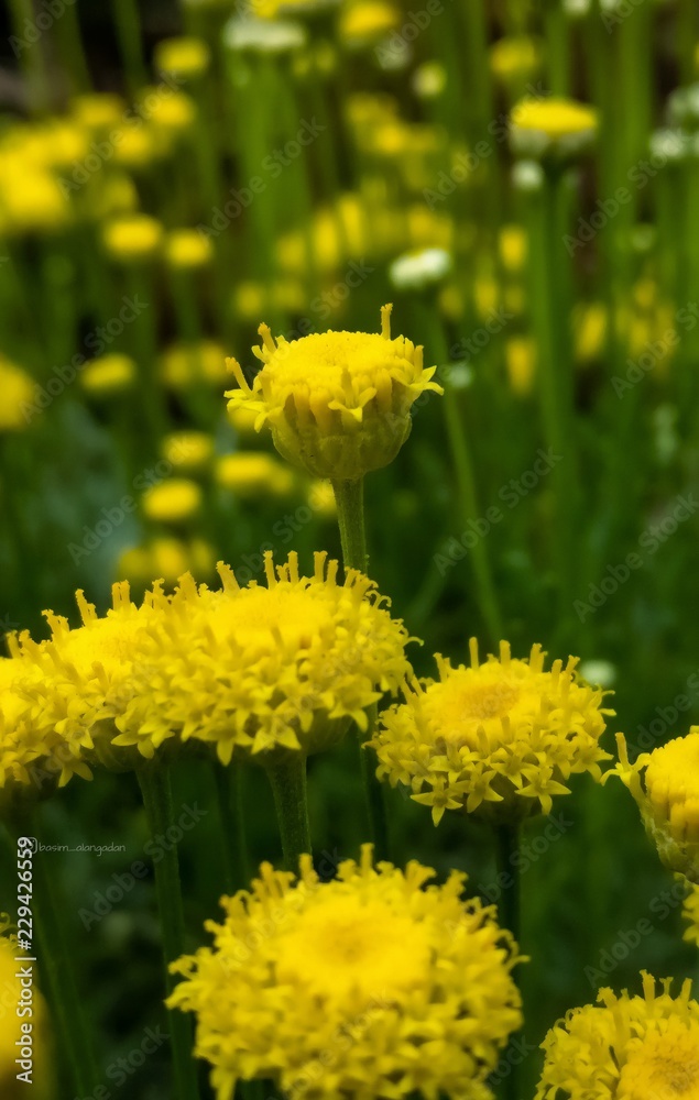 Obraz premium Flower