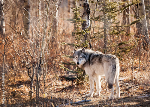 Wolfdog in the woods