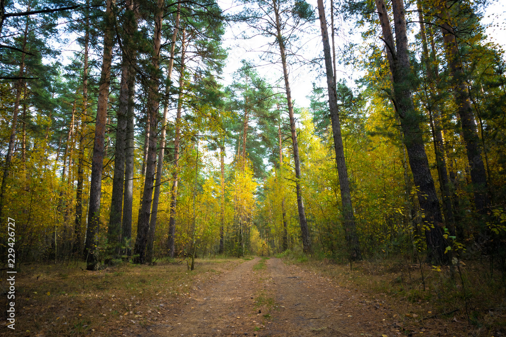 Fototapeta premium Beautiful autumn landscape. Road through the autumn mixed forest.