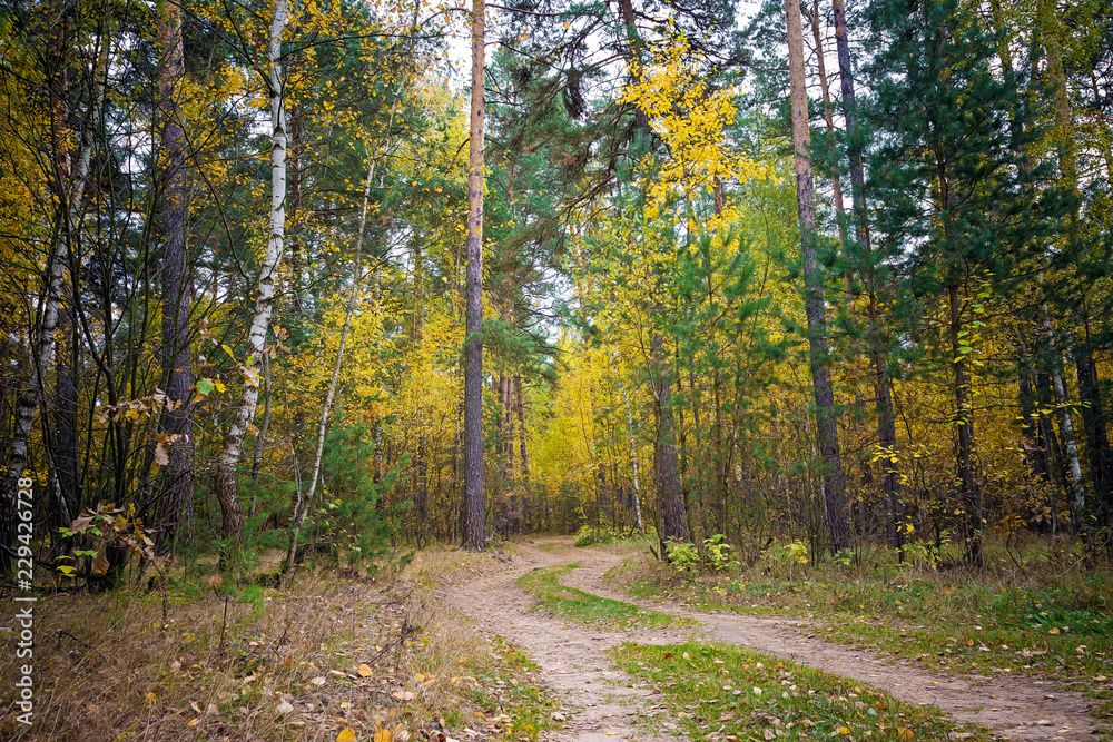 Beautiful autumn landscape. Road through the autumn mixed forest.