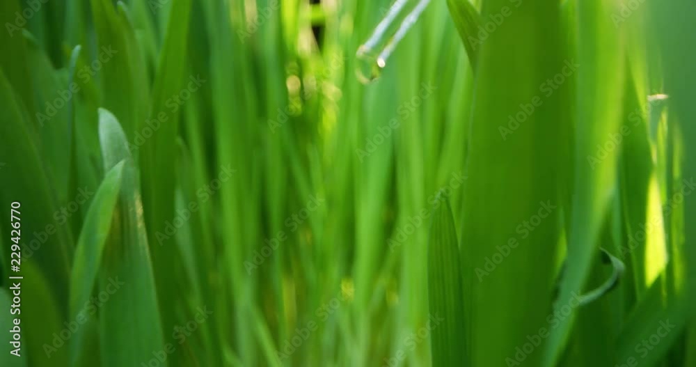 extreme macro and pov of grass and plants with chemical analysis for pesticides and herbicides or experiments for the welfare of plants and cell reproduction. extreme macro and pov of grass and plants with chemical analysis for pesticides and herbicides or experiments for the welfare of plants and cell reproduction.