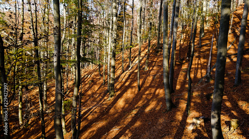 Fototapeta Naklejka Na Ścianę i Meble -  Jesień w lesie