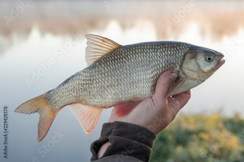 ide(Leuciscus idus) in the hand of a fisherman on the background of sunrise