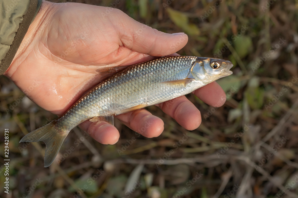 The common dace (Leuciscus leuciscus) in the hand of the fisherman on grass background The common dace (Leuciscus leuciscus) in the hand of the fisherman on grass background