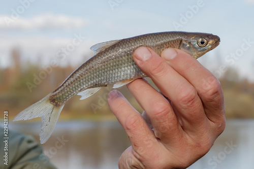 Φωτογραφία The common dace (Leuciscus leuciscus) in the hand of the fisherman