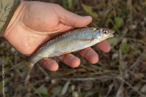 The common dace (Leuciscus leuciscus) in the hand of the fisherman on grass background