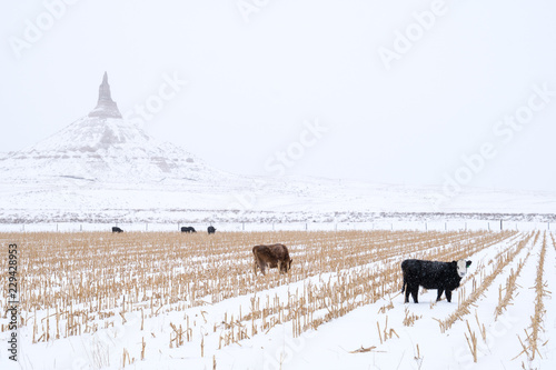 Cows grazing in front of Chimney Rock National Historic Site along the Oregon Trail in Bayard Nebraska during the winter photo