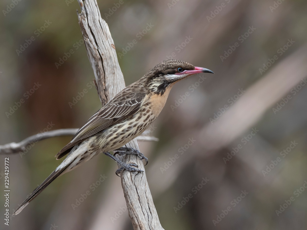 Fototapeta premium Spiny-cheeked Honeyeater (Acanthagenys rufogularis)