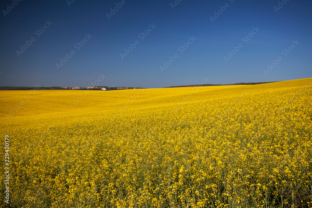 Rape field in summer