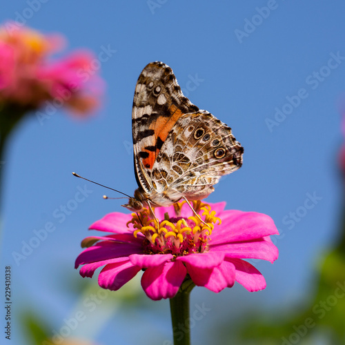 Cuadro en lienzo Butterfly on Flower (Painted Lady on Zinnia) Pollinator