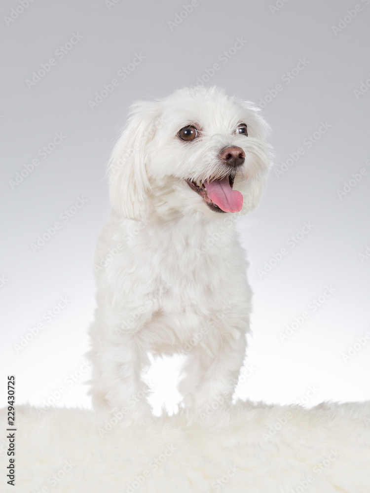 Maltese dog portrait. Image taken in a studio with white background.