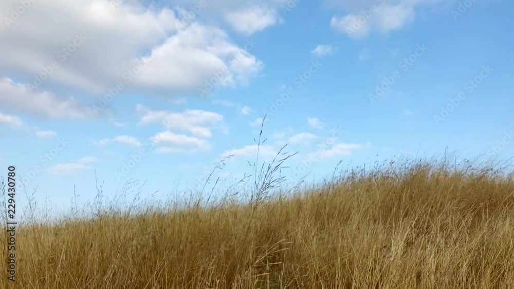 Beautiful landscape with grass swaying in the wind. In the foreground beautiful wild grass in background blue cloudy sky Beautiful landscape with grass swaying in the wind. In the foreground beautiful wild grass in background blue cloudy sky
